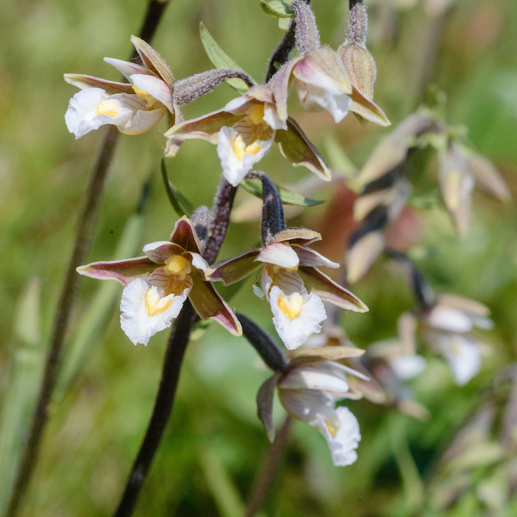 Epicactis palustris - moeraswespenorchis