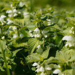 Lamium album