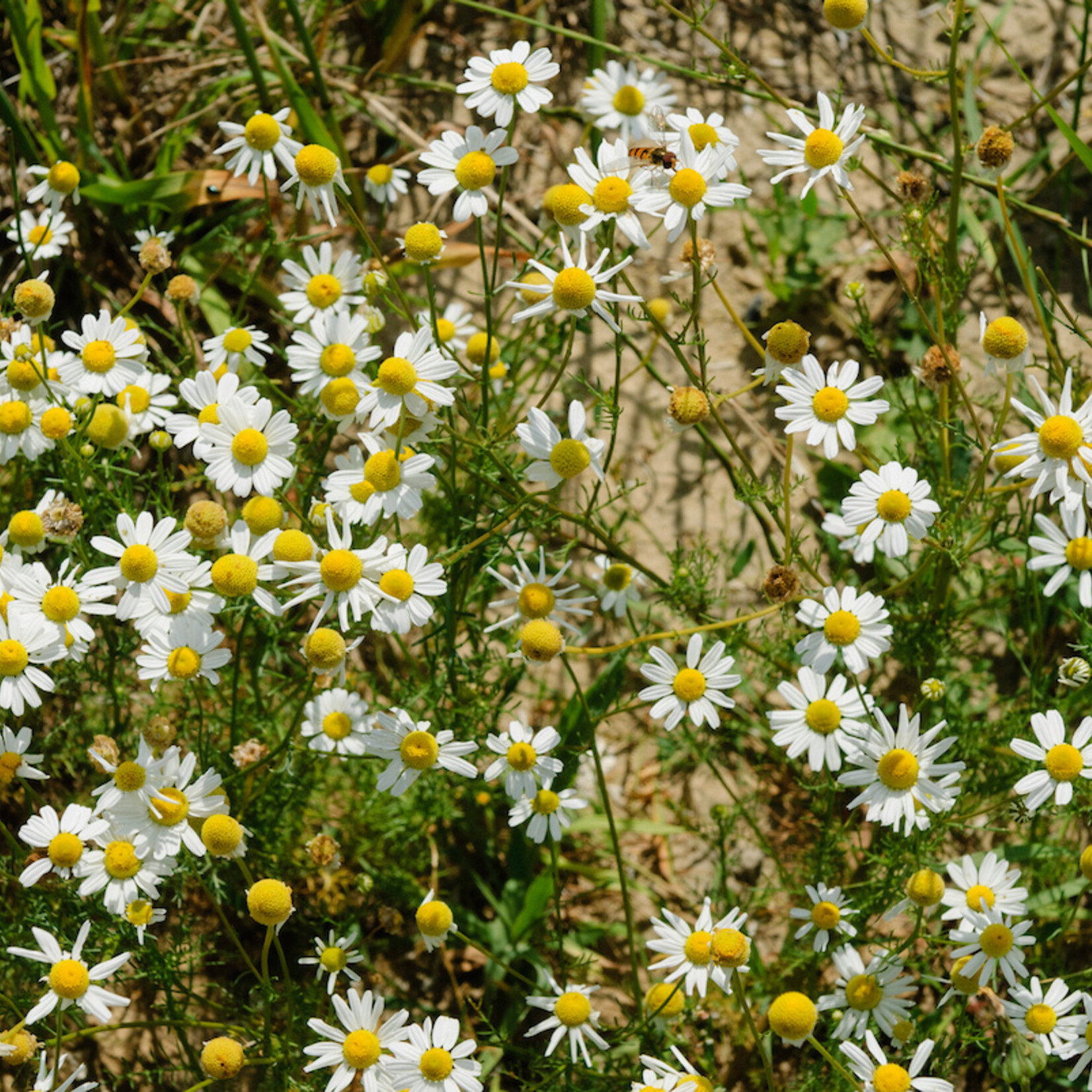 Matricharia chamomilla - echte kamille