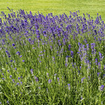 Lavandula angustifolia 'Hidcote'