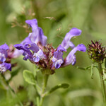 Prunella grandiflora