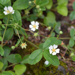 Potentilla rupestris