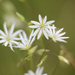 Stellaria graminea