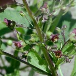 Scrophularia umbrosa