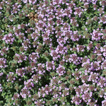 Thymus praecox