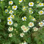 Tripleurospermum maritimum