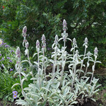 Stachys byzantina