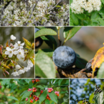 Bloemerij Mix pakket - Vogelbosje