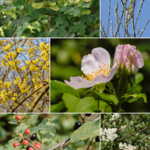 Bloemerij Mix pakket - Bijenpakket houtachtigen