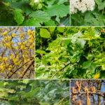 Bloemerij Mix pakket - Houtkant of houtwal