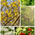 Bloemerij Mix pakket - Bloeiende landschapshaag