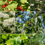 Bloemerij Mix pakket - Gemengde natuurlijke haag