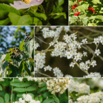 Bloemerij mix pakket - Bloeiende haag