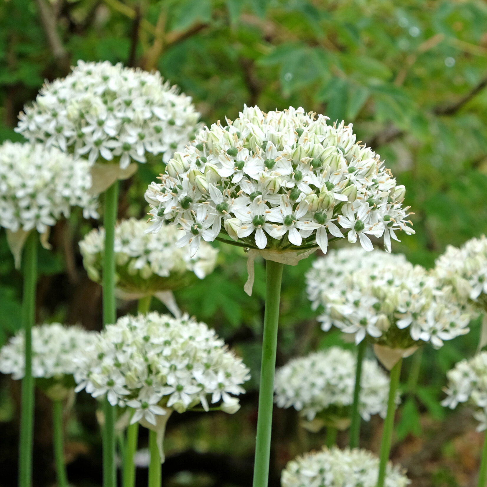 Allium nigrum
