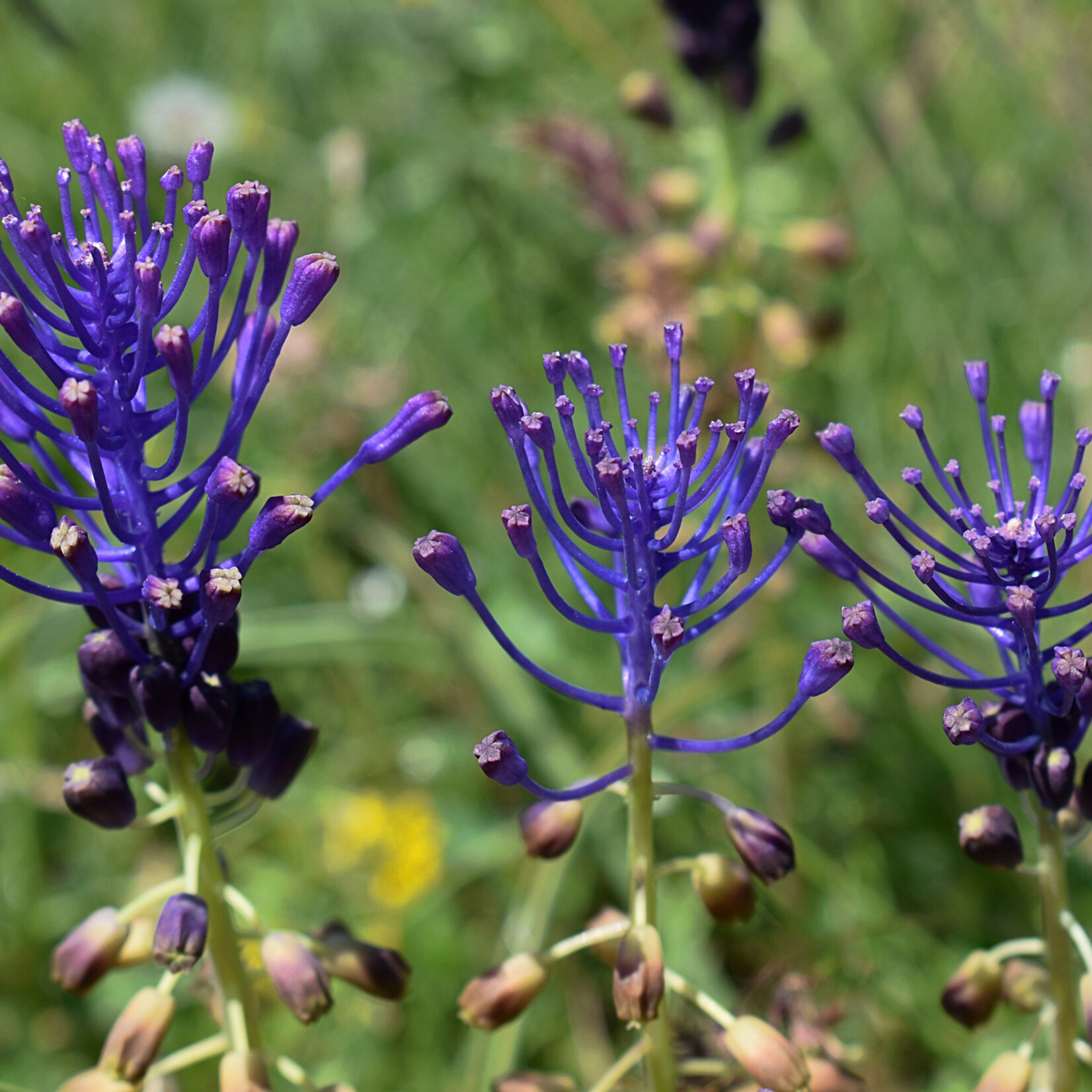Muscari comosum