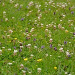 BL16 Laagblijvend mengsel