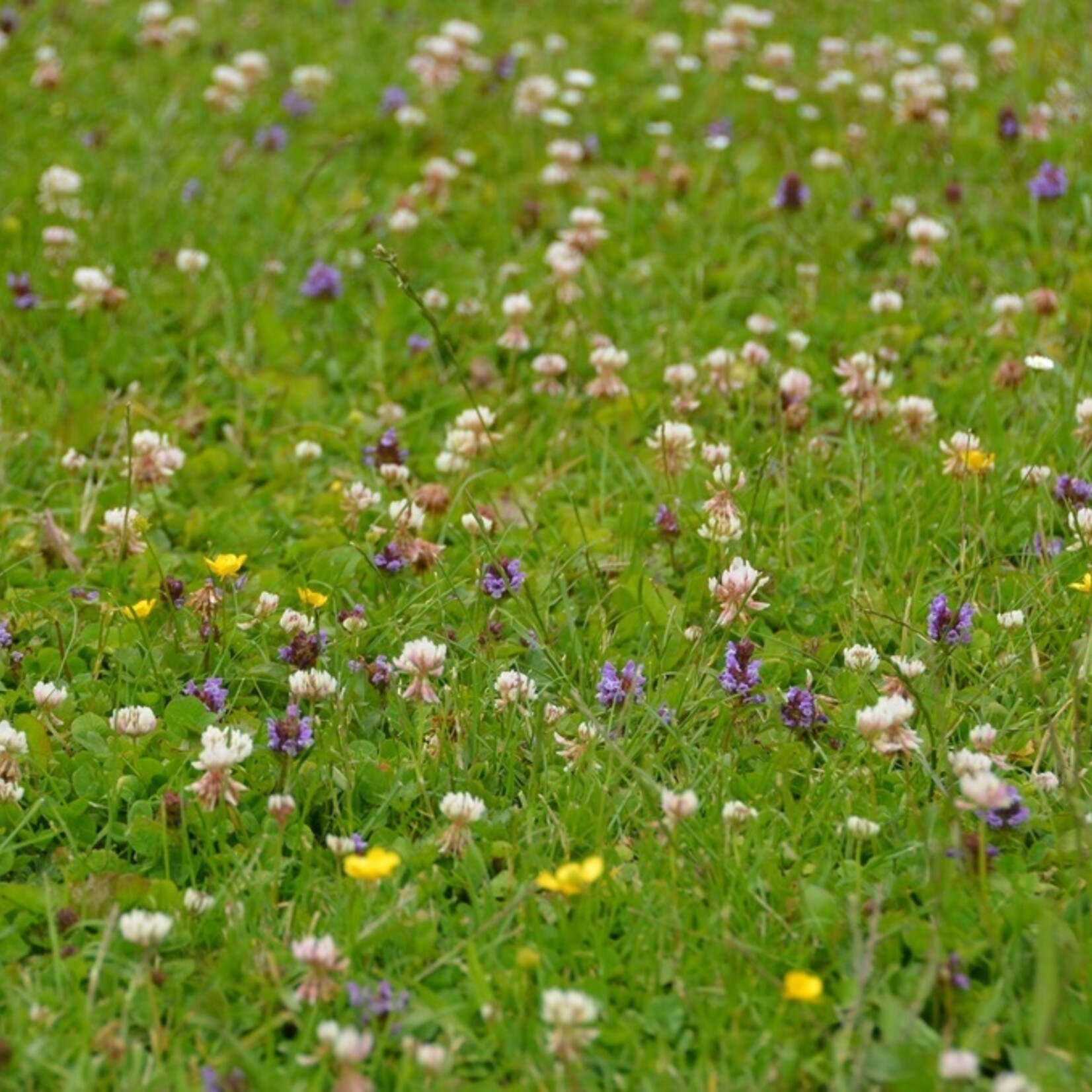 BL16 Laagblijvend mengsel