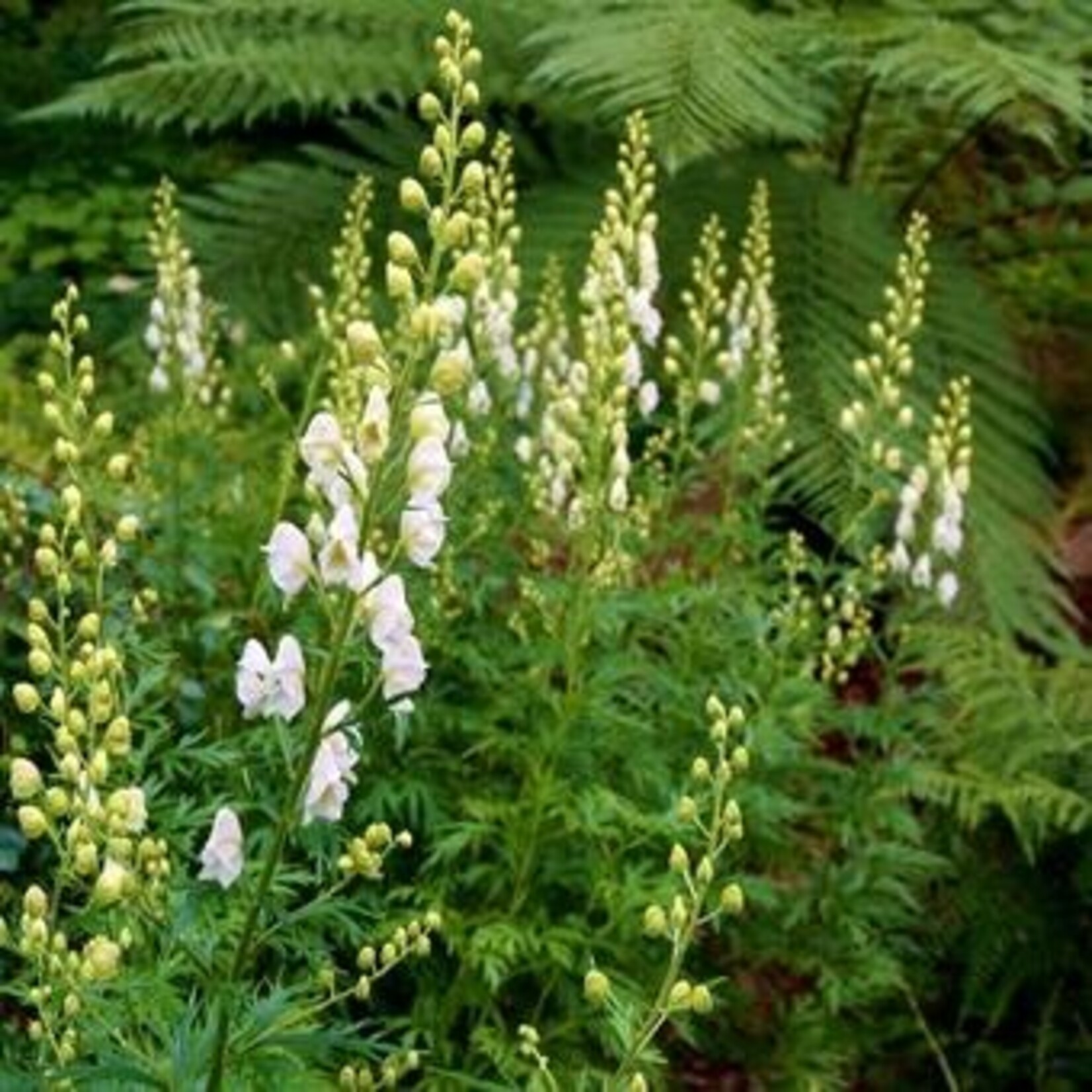 Aconitum napellus album - witte monnikskap