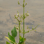 Alisma plantago