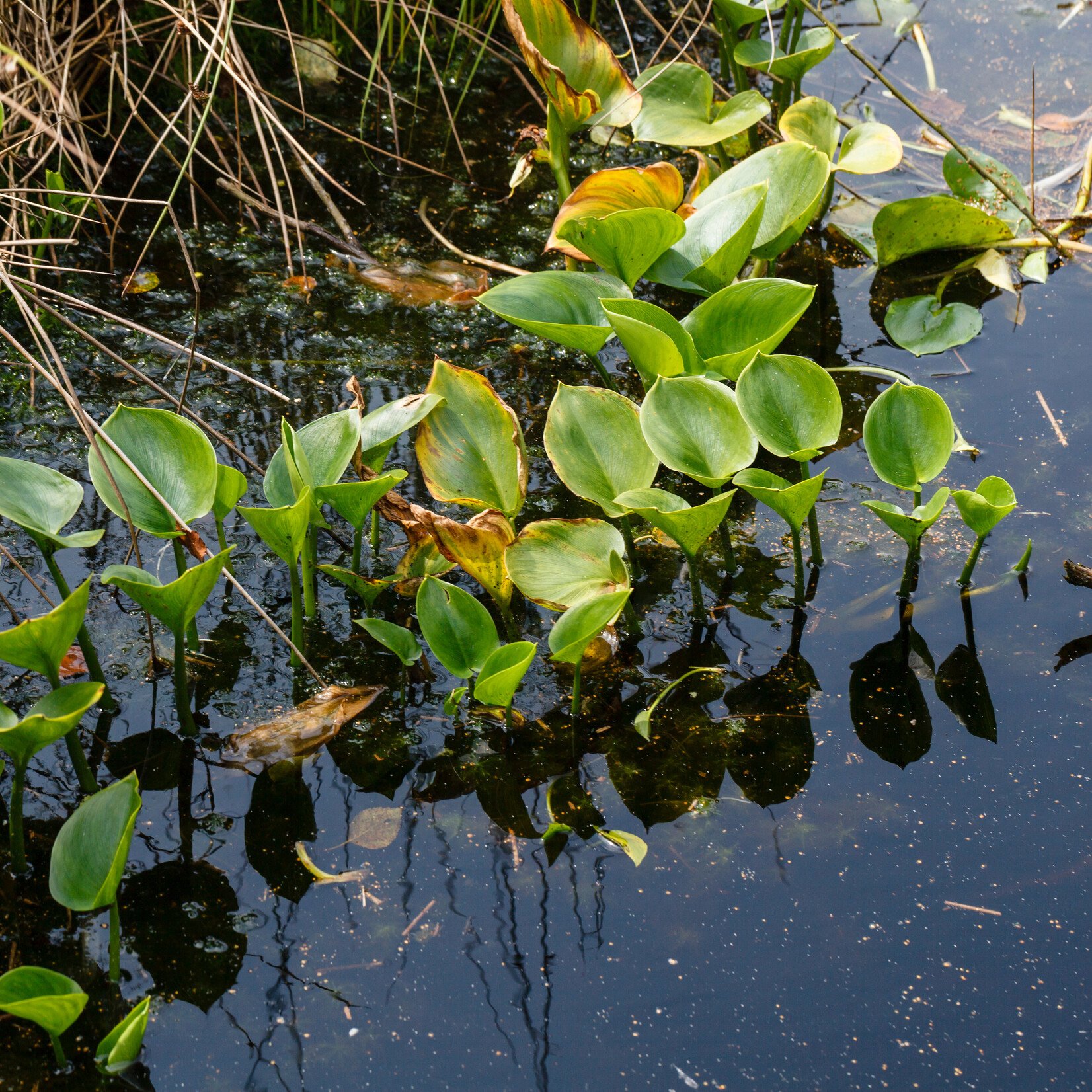 Calla palustris - slangenwortel