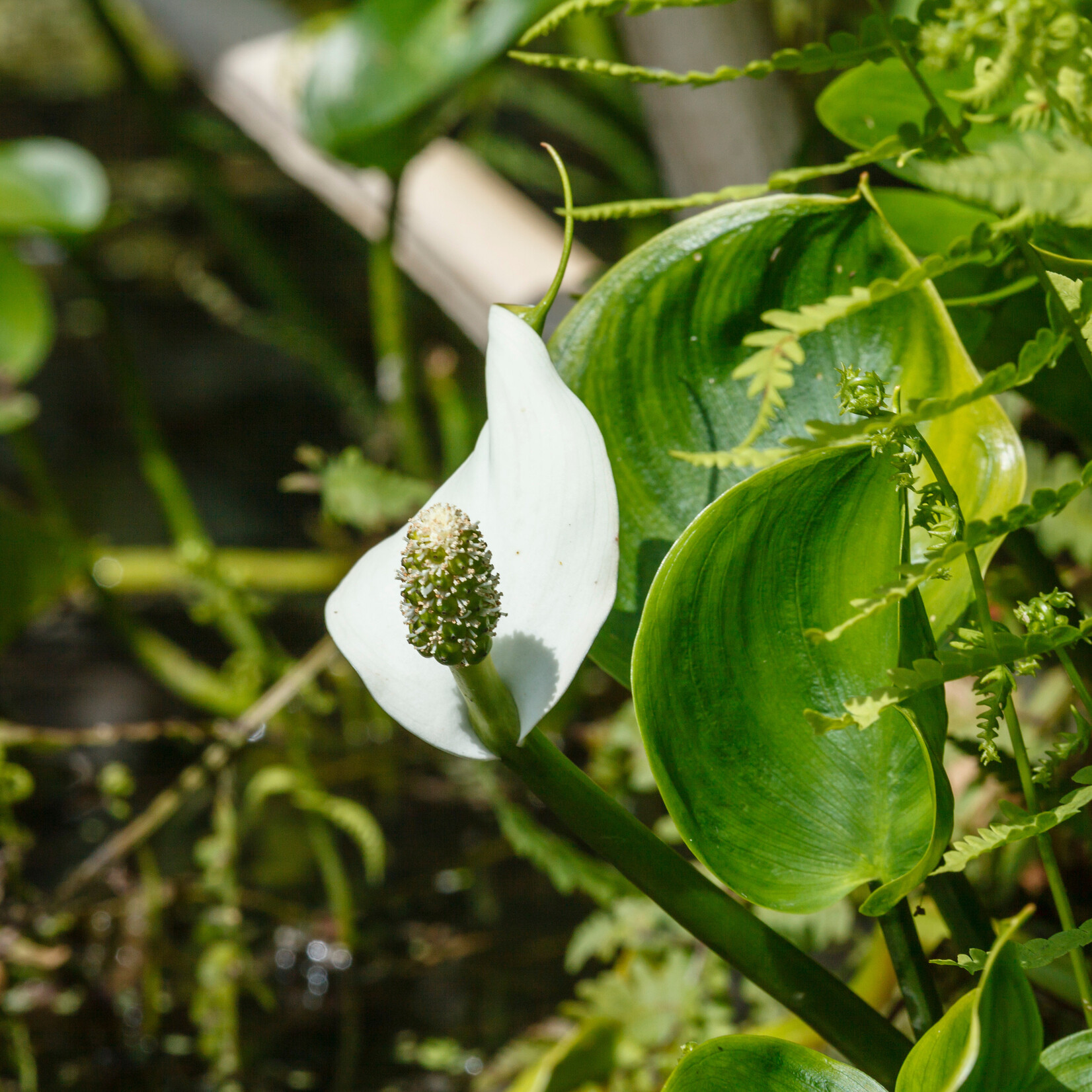 Calla palustris - slangenwortel