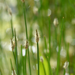 Eleocharis palustris