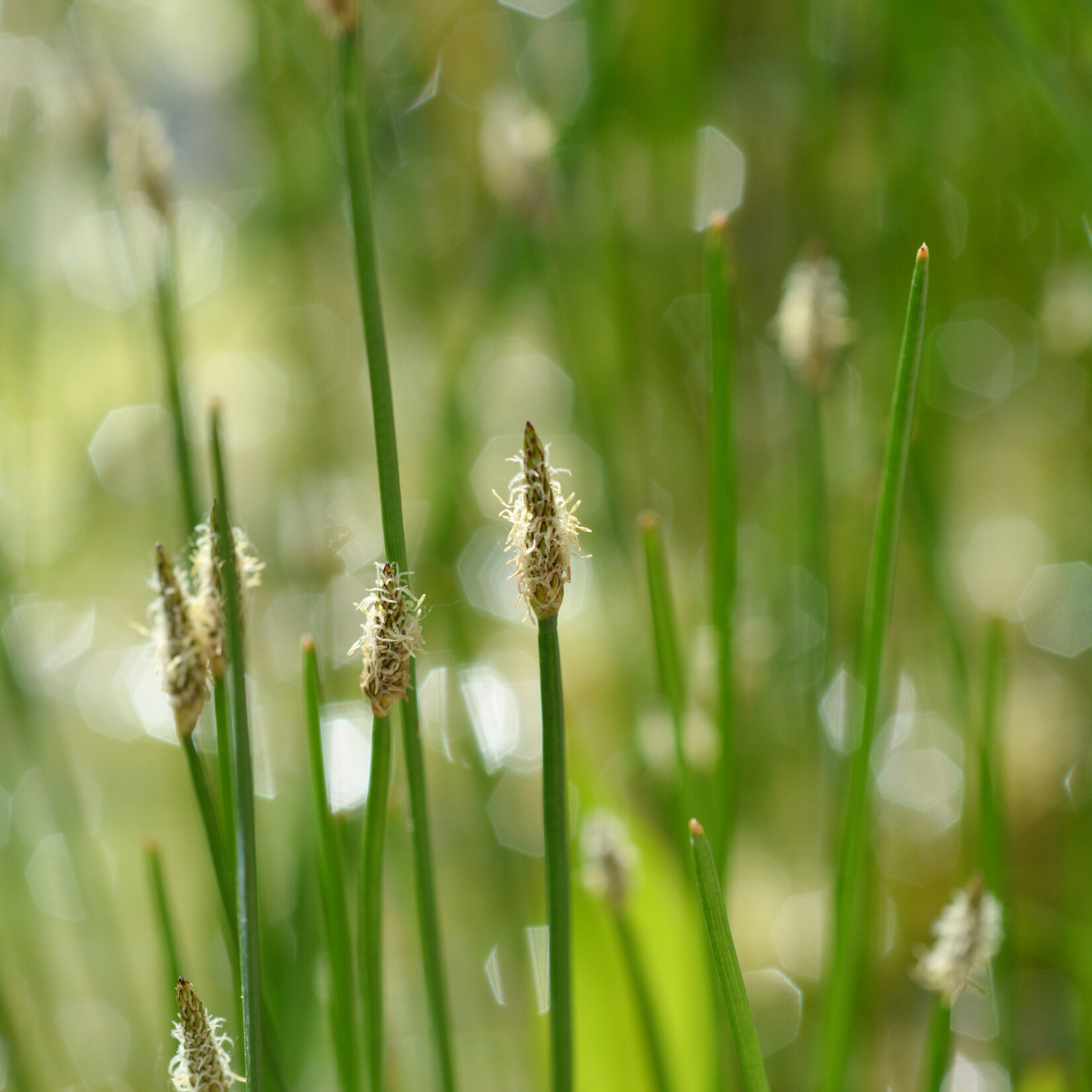 Eleocharis palustris - gewone waterbies