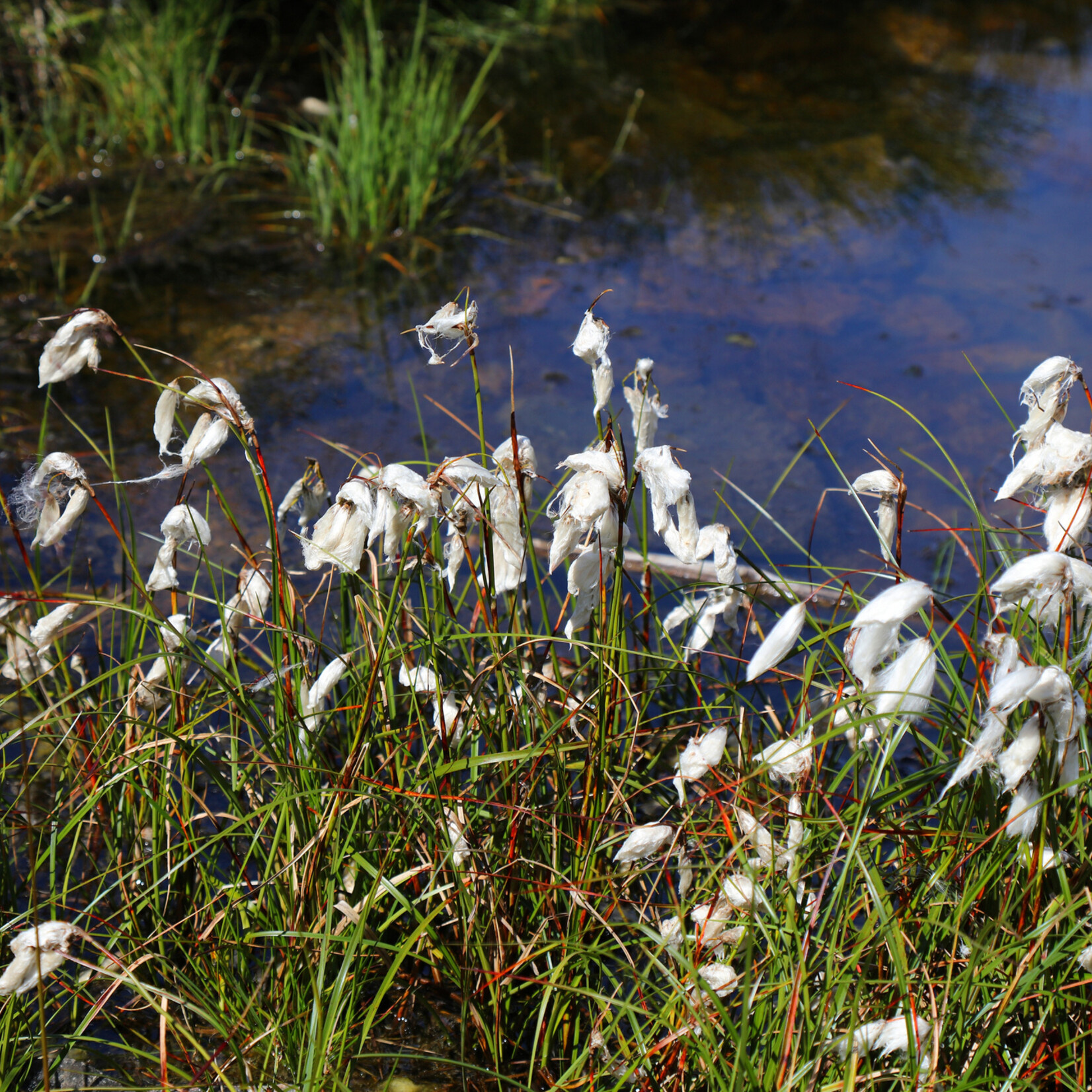 Eriophorum angustifolium - veenpluis