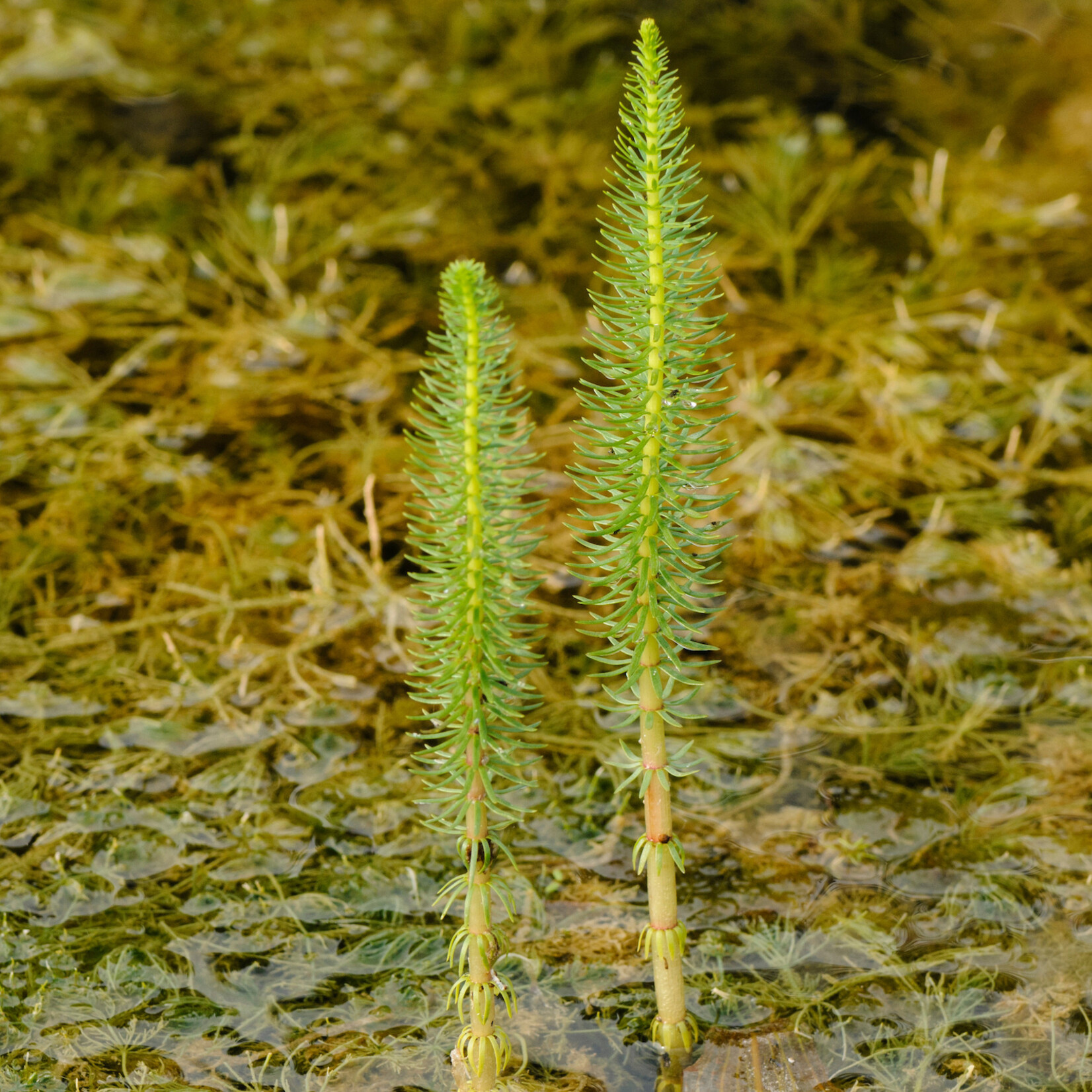 Hippuris vulgaris - lidsteng