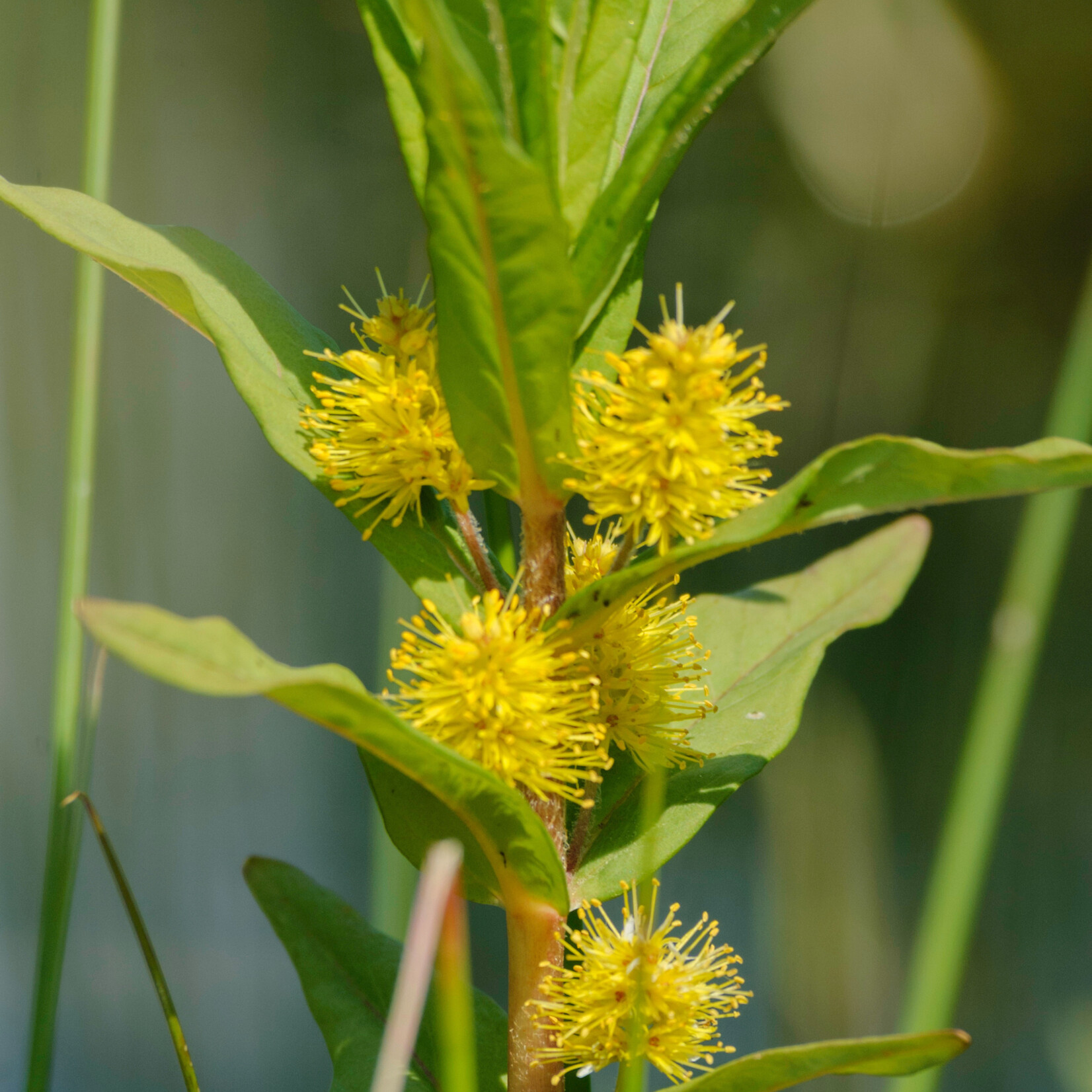 Lysimachia thyrsiflora - moeraswederik