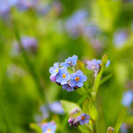 Myosotis palustris
