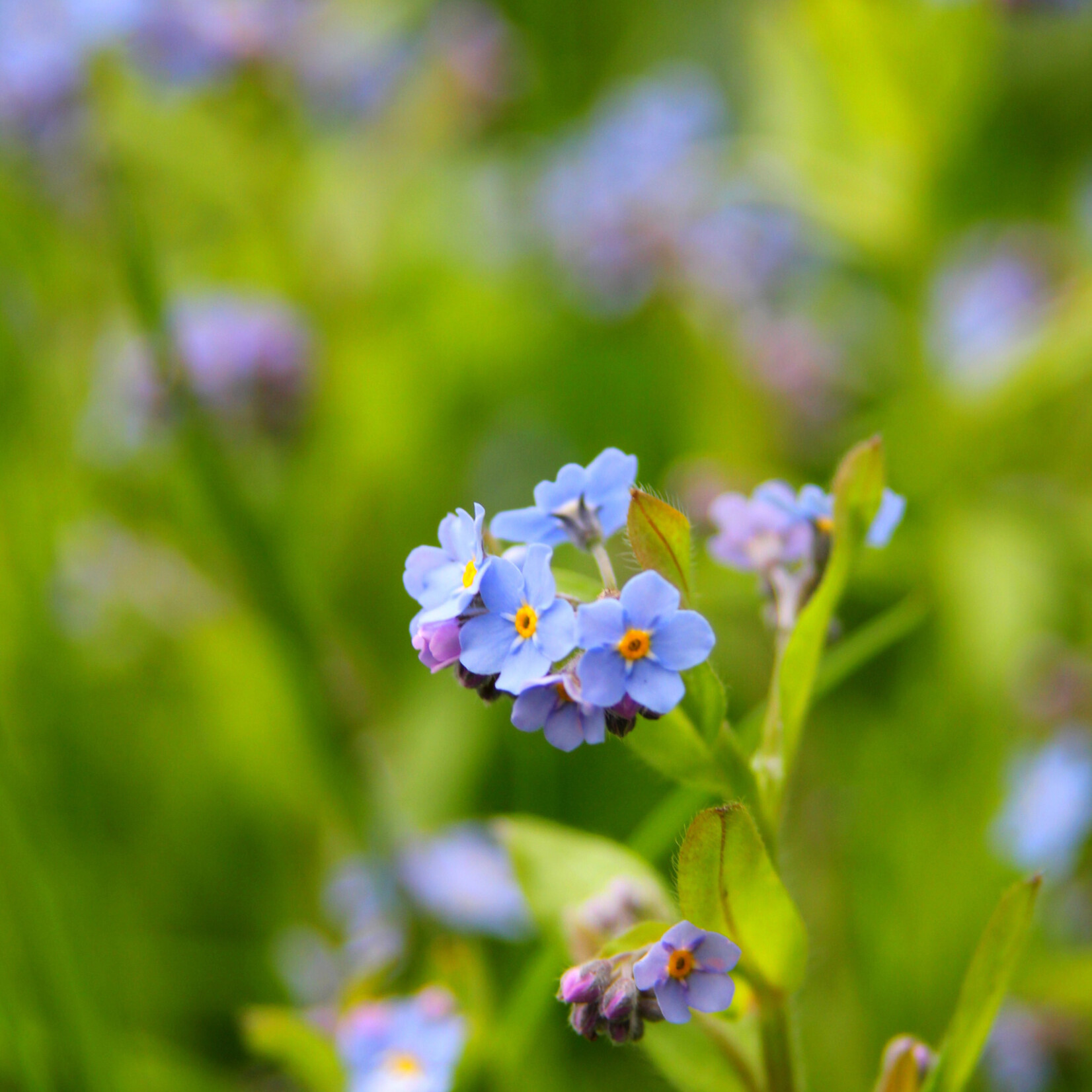 Myosotis palustris - moerasvergeet-mij-nietje 