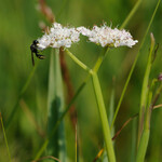 Oenanthes fistulosa