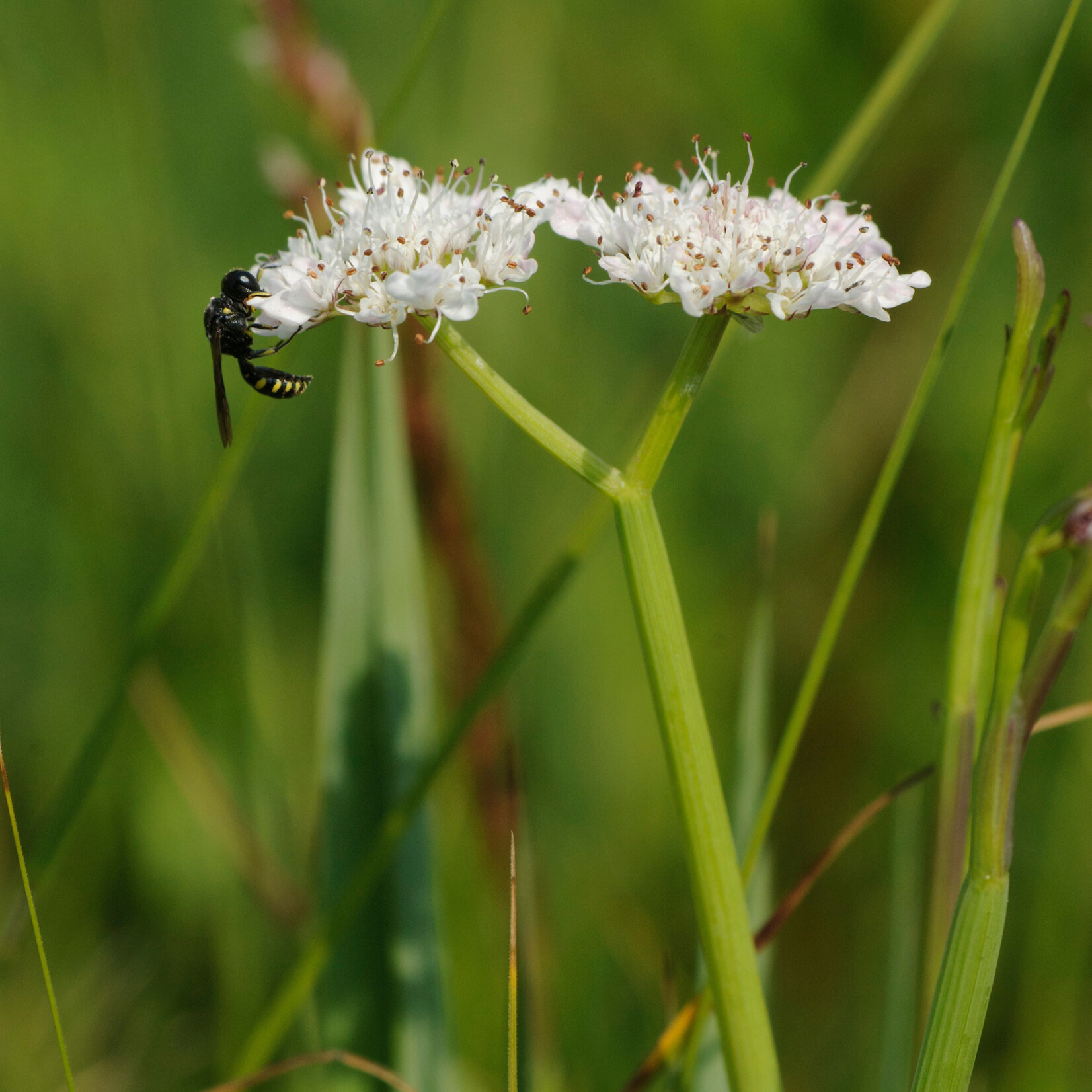 Oenanthes fistulosa - pijptorkruid