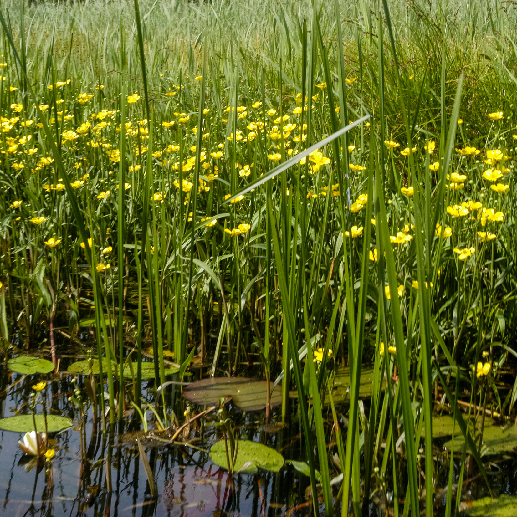 Ranunculus lingua - grote boterbloem