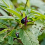 Atropa belladonna