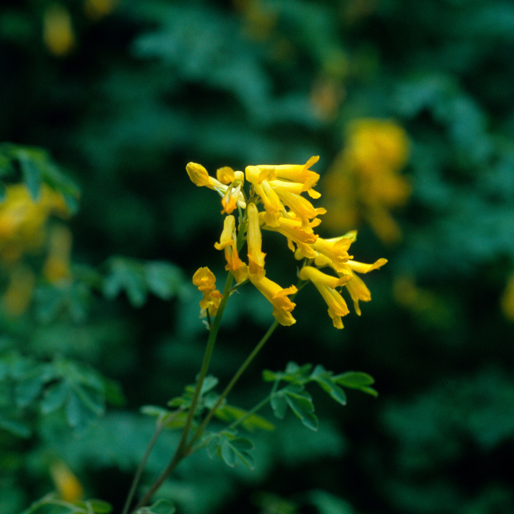 Corydalis lutea - gele helmbloem