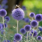 Echinops ritro