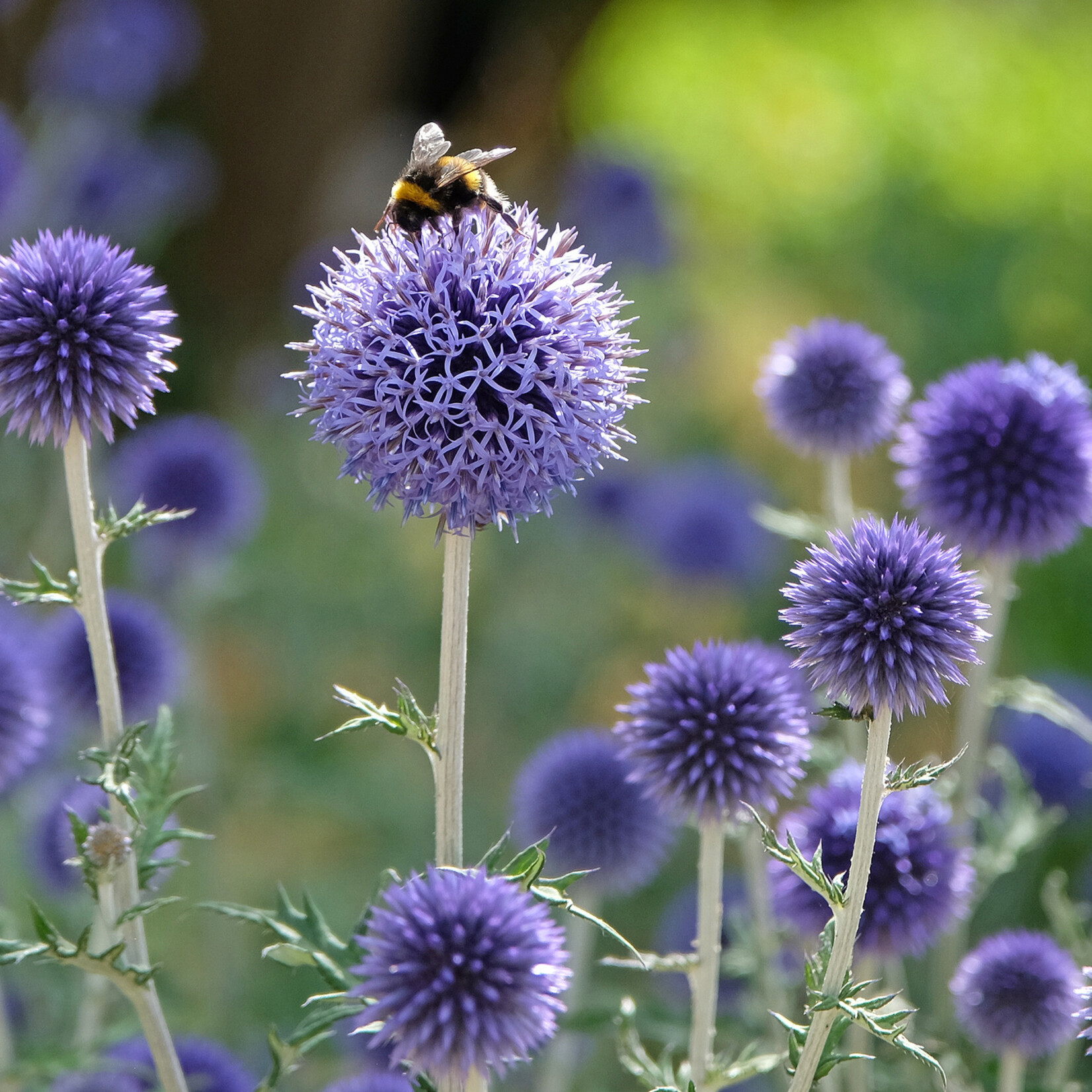 Echinops ritro - kogeldistel