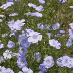 Linum perenne