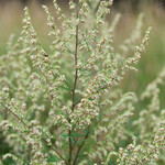 Artemisia vulgaris