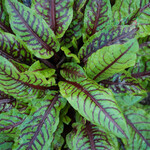 Rumex sanguineus