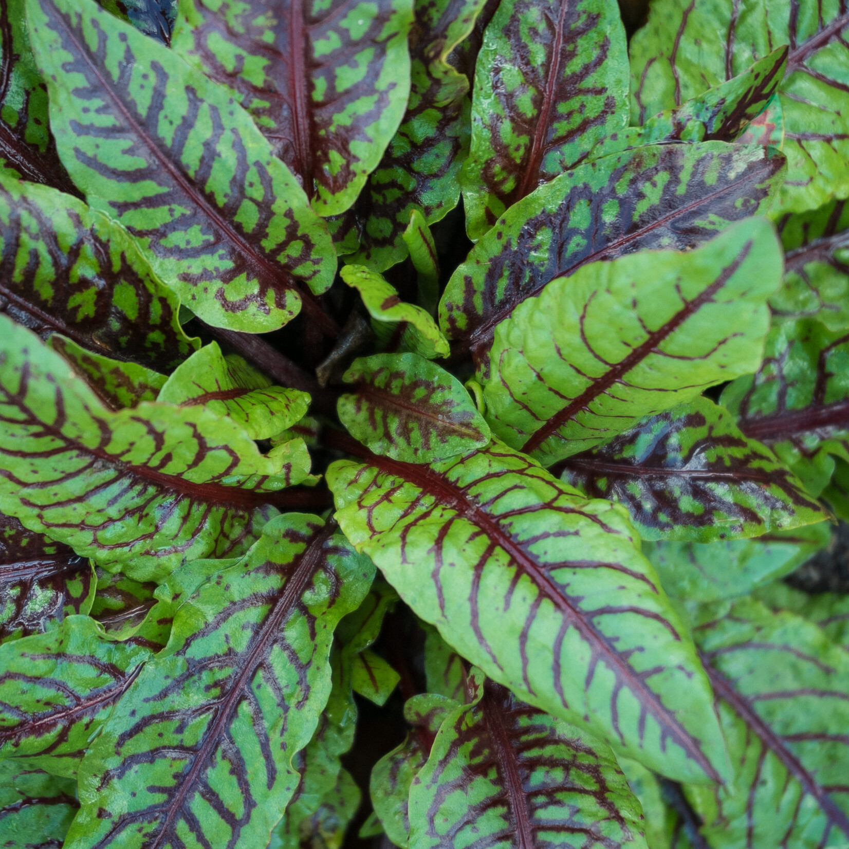 Rumex sanguineus