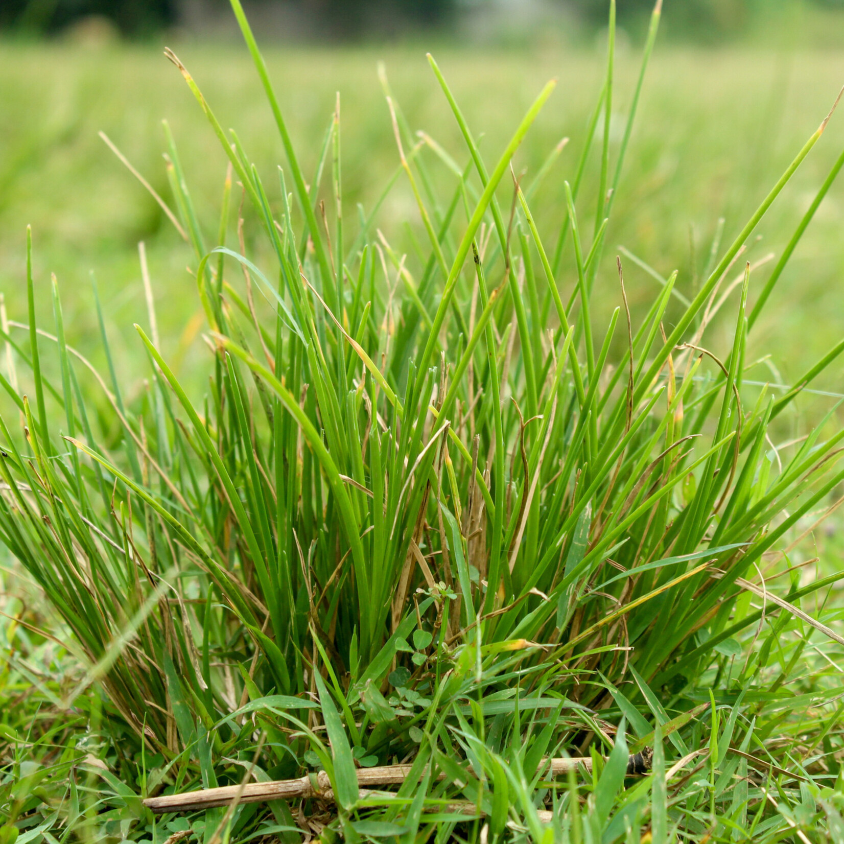 Nardus stricta -borstelgras