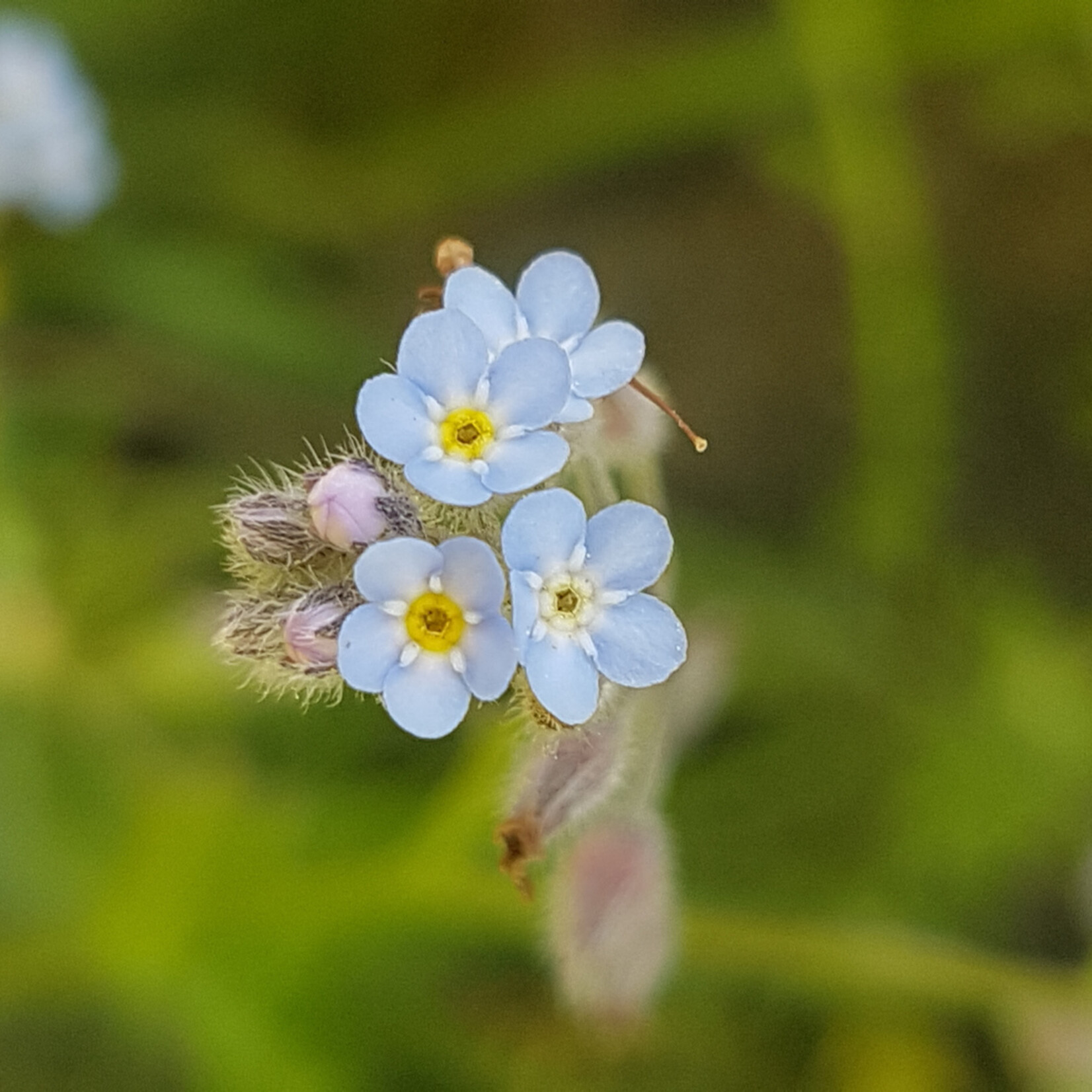 Myosotis arvensis - akkervergeet-mij-nietje