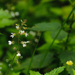 Circaea lutetiana