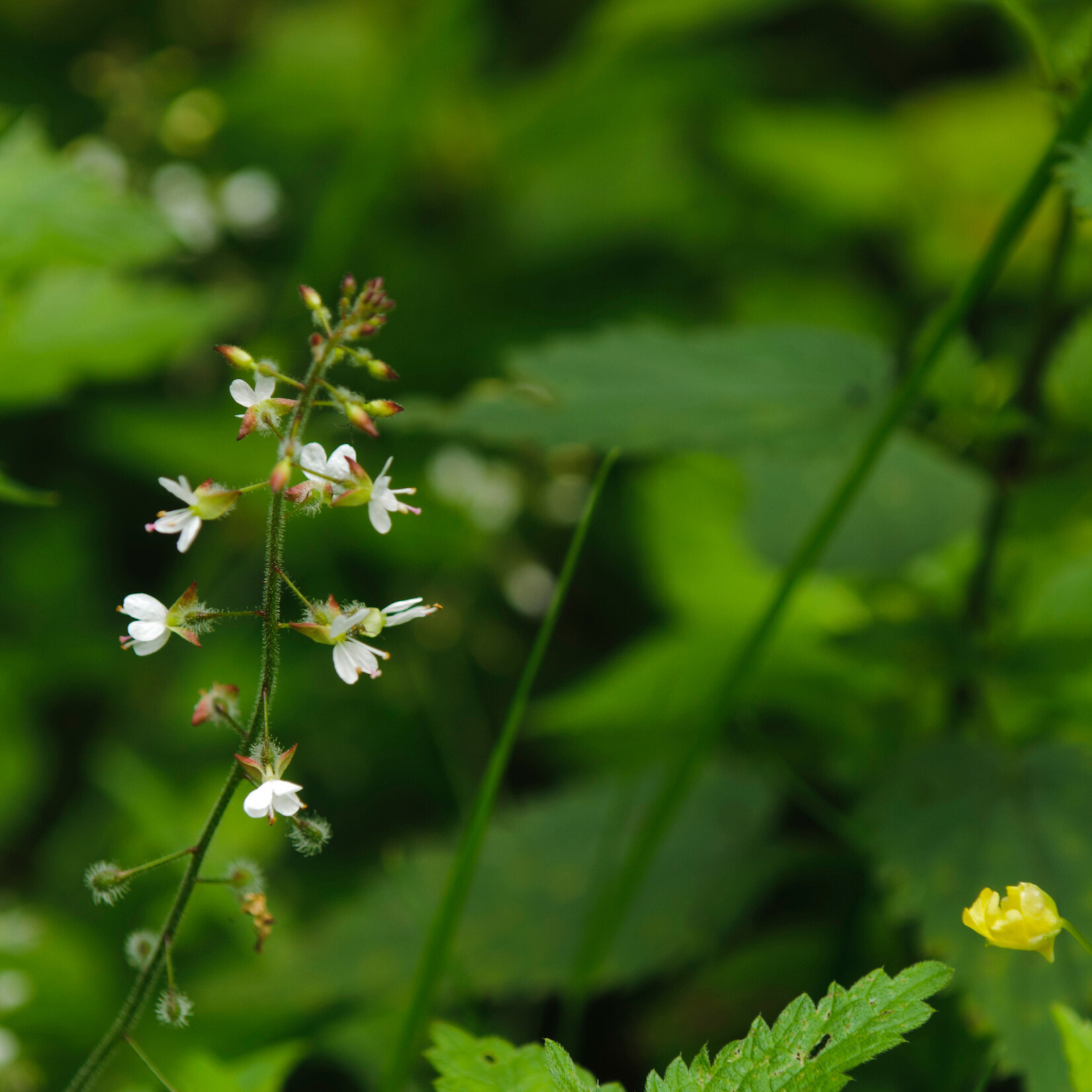 Circaea lutetiana - groot heksenkruid