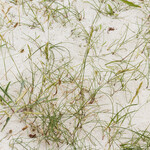 Carex arenaria