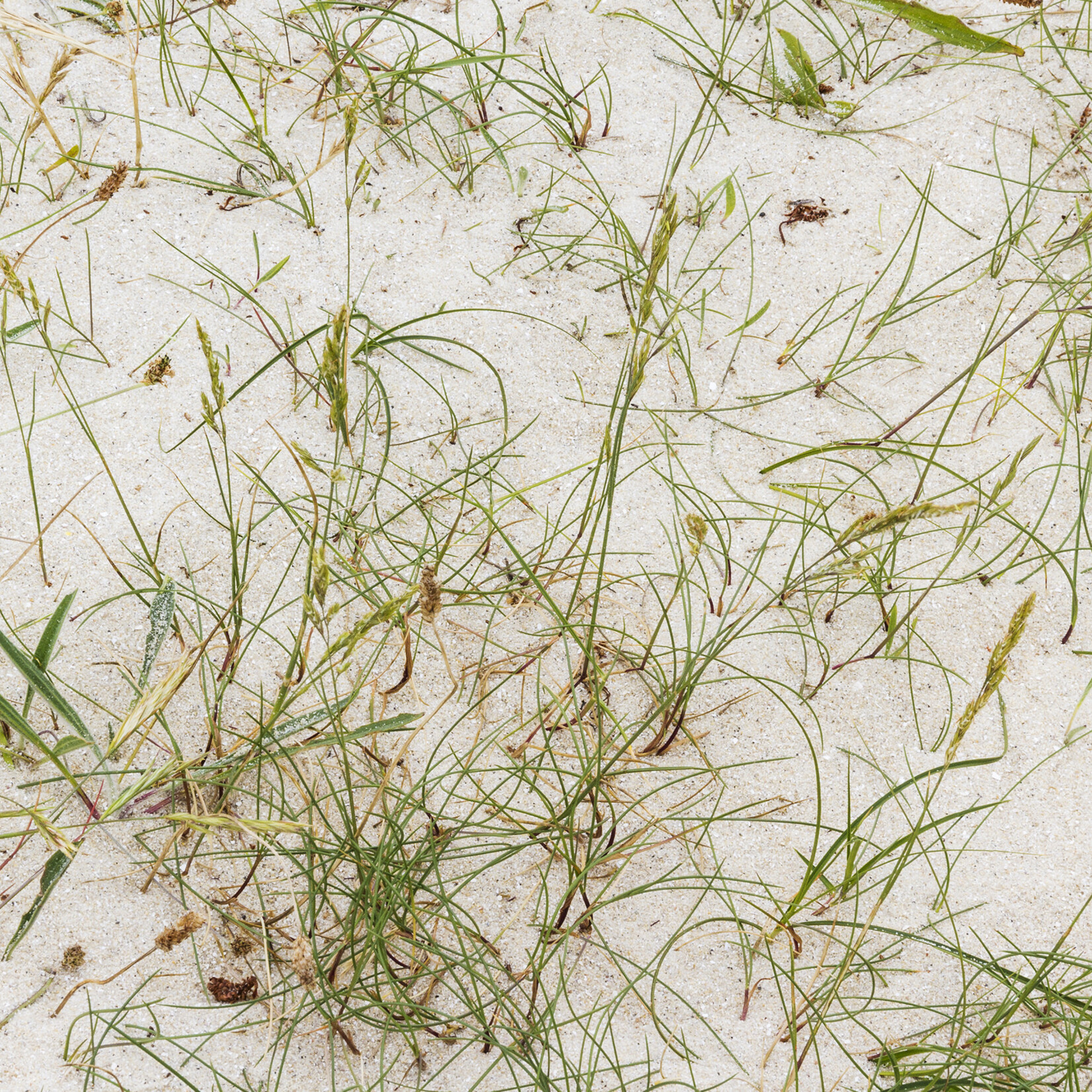 Carex arenaria - zandzegge