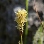 Carex sylvatica